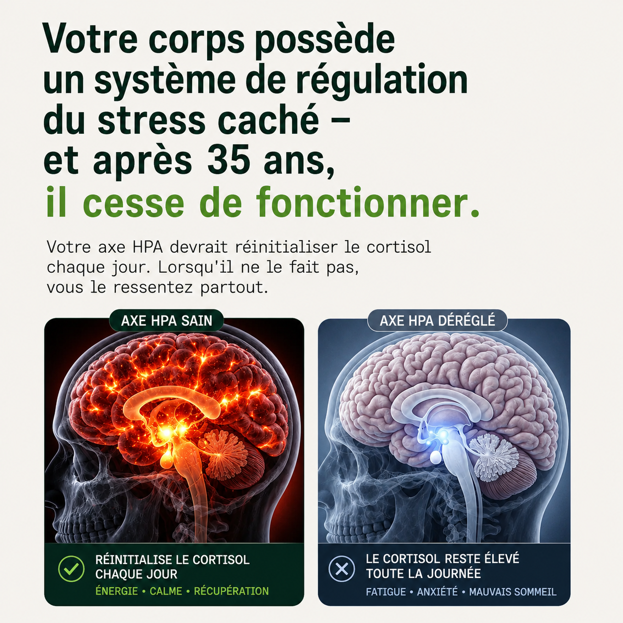 Rhodiola Rosea – Adaptogène naturel fabriqué en France
